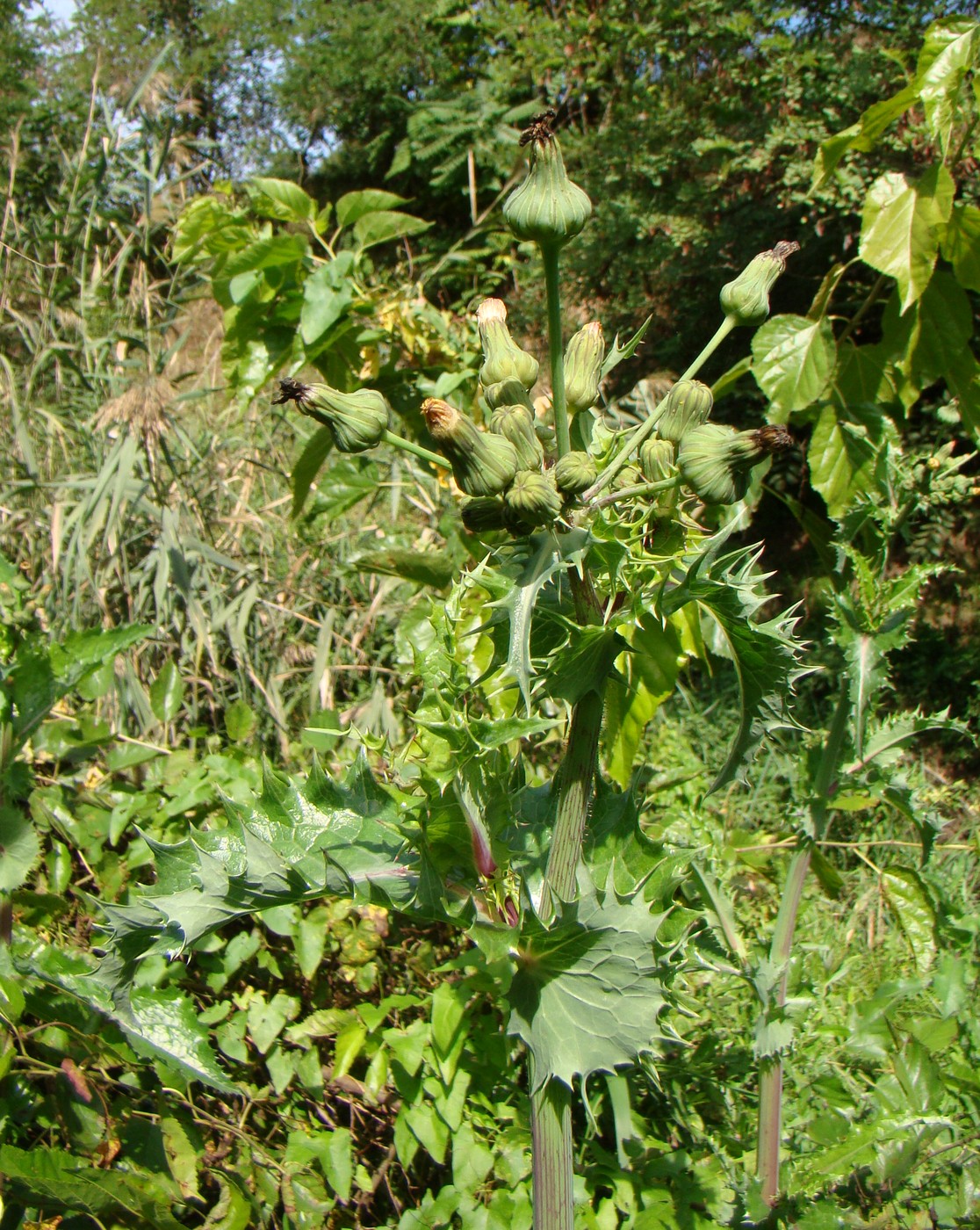 Image of Sonchus asper specimen.