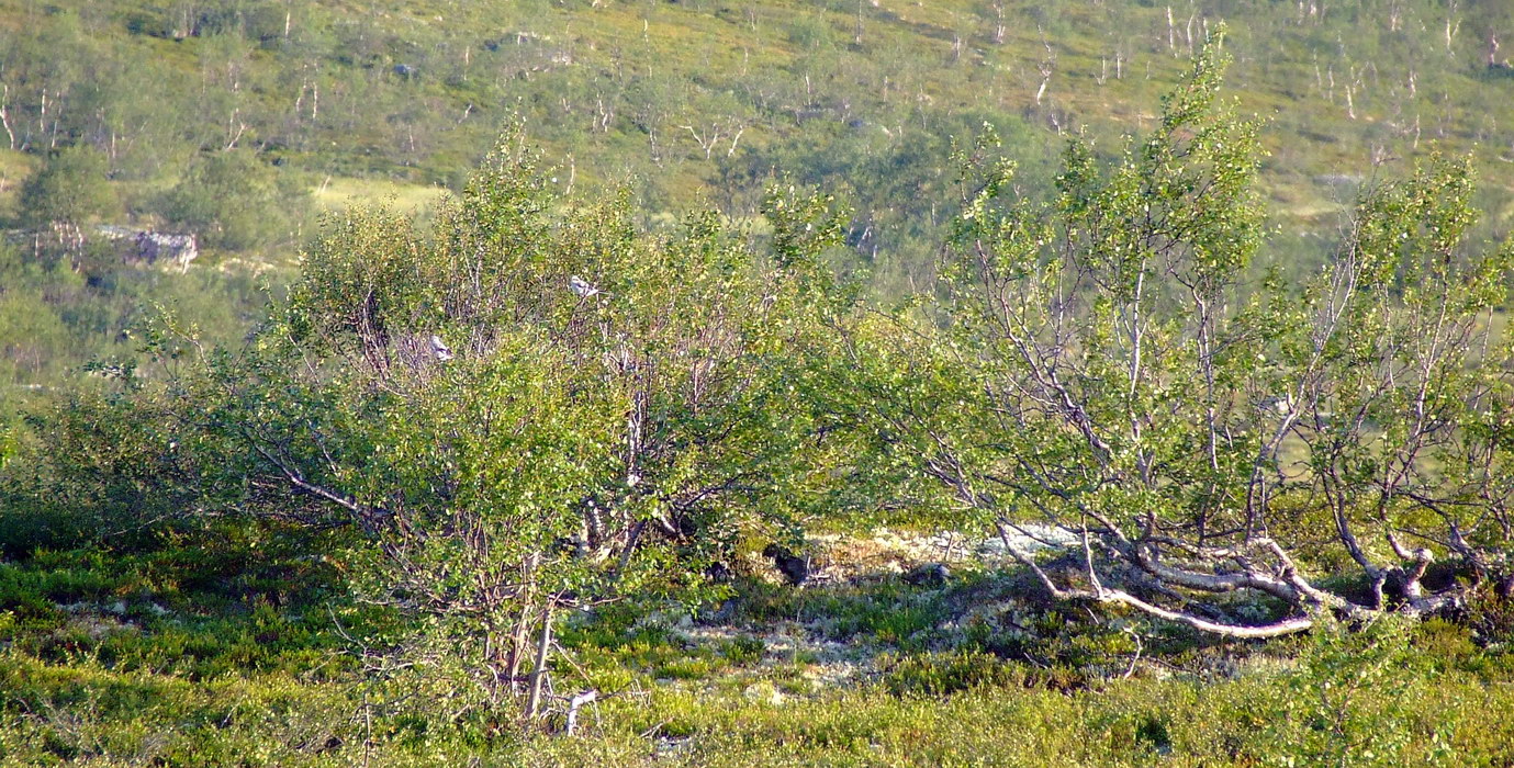 Изображение особи Betula czerepanovii.