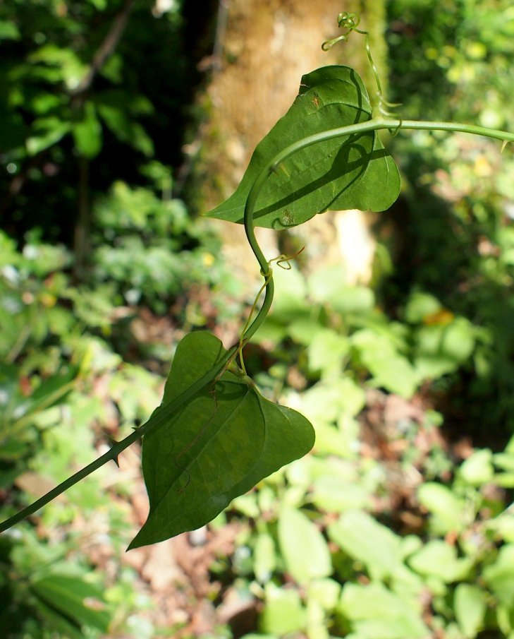 Изображение особи Smilax excelsa.