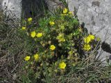 Potentilla depressa