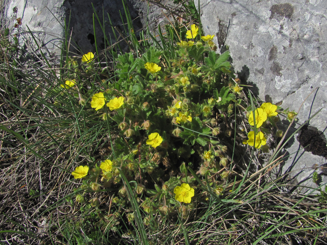 Image of Potentilla depressa specimen.