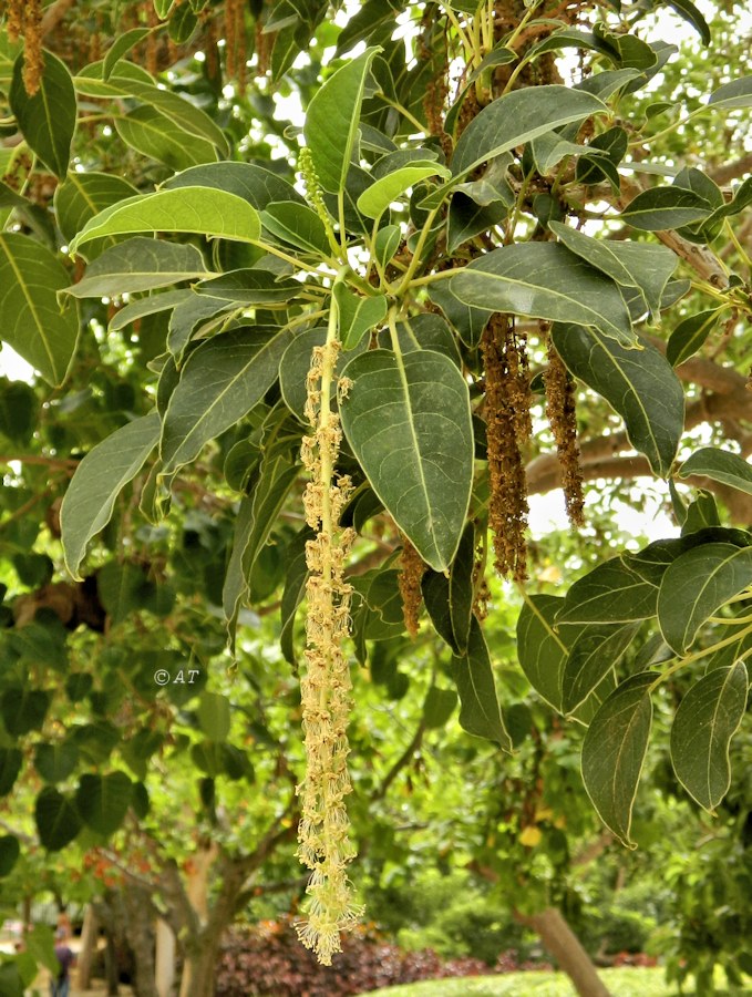 Image of Phytolacca dioica specimen.