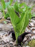 Symplocarpus renifolius