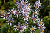 genus Aster. Соцветия. Владивосток, пустырь. 20.09.2016.