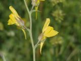 Linaria genistifolia. Часть соцветия. Украина, г. Запорожье, балка возле трассы на Васильевку, южнее Опытной станции. 14.06.2016.