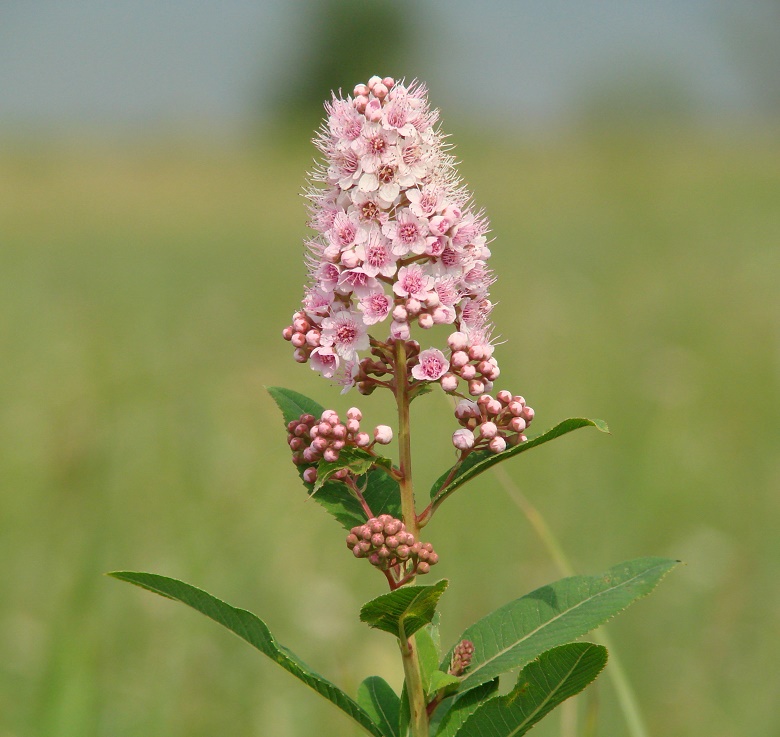 Изображение особи Spiraea salicifolia.