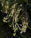 семейство Caryophyllaceae. Вегетирующие растения. Германия, Северный Рейн-Вестфалия, окр. г. Моншау, скальный выход. Декабрь.