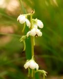 genus Pyrola. Соцветие. Амурская обл., Бурейский р-н, правый берег р. Бурея, окр. с. Малиновка, в кустах вдоль грунтовой дороги. 17.07.2016.