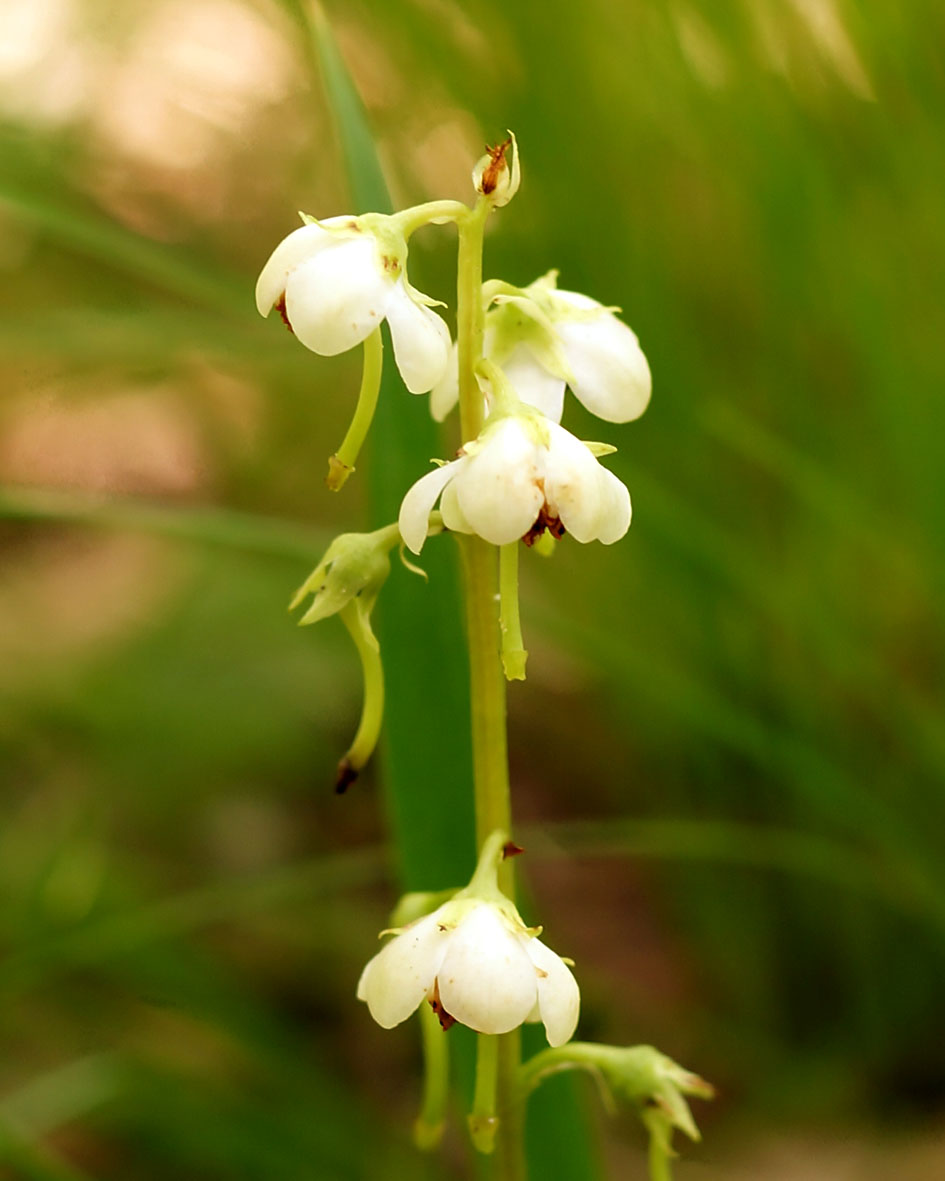 Image of genus Pyrola specimen.