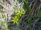 Gagea turkestanica. Цветки. Казахстан, Заилийский Алатау, предгорья. 23.03.2010.