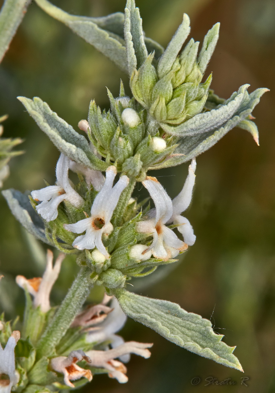 Image of Marrubium peregrinum specimen.