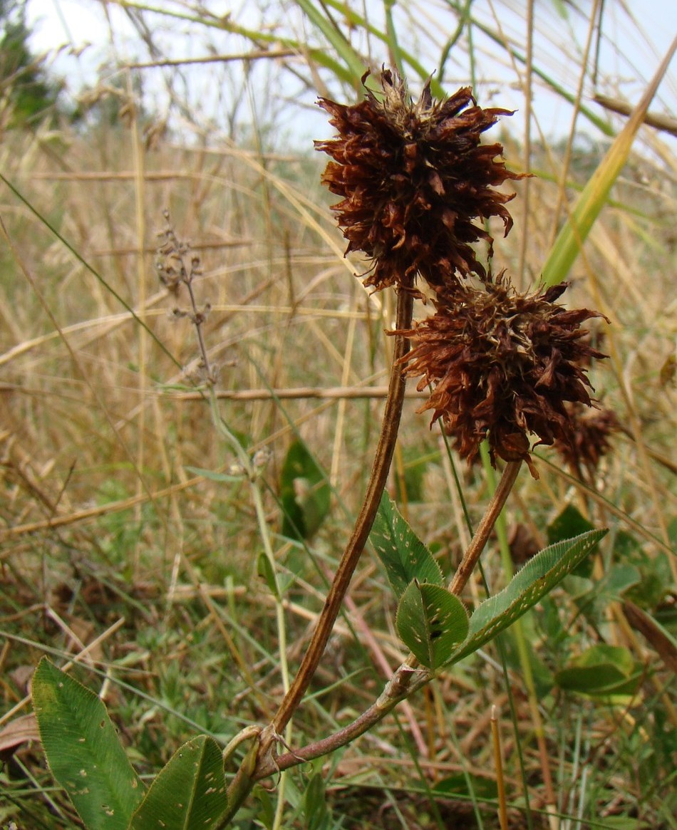 Image of Trifolium ambiguum specimen.