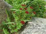 Rhodiola integrifolia. Цветущие растения на берегу моря среди крупноглыбистых камней. Магаданская обл., окр. Магадана, бухта Нагаева, Морской порт. 29.06.2010.