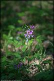 Lathyrus vernus