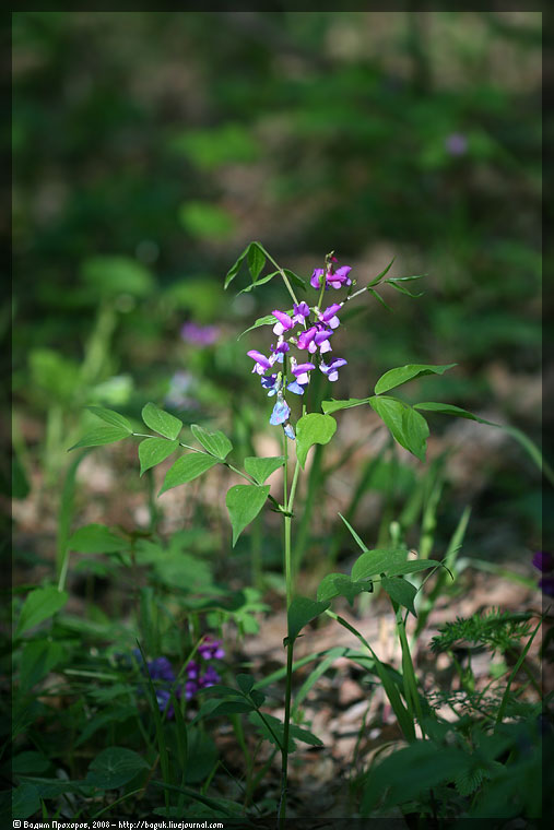 Изображение особи Lathyrus vernus.