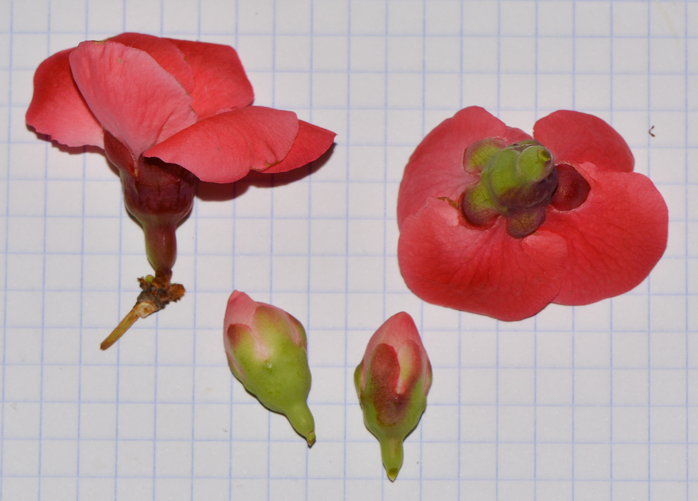 Image of genus Chaenomeles specimen.