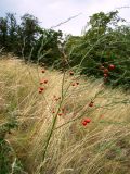 Asparagus officinalis. Плодоносящее растение. Самарская обл., окр. г. Жигулёвск, склон горы Могутова, каменистая степь на карбонатном субстрате. 20 июля 2015 г.