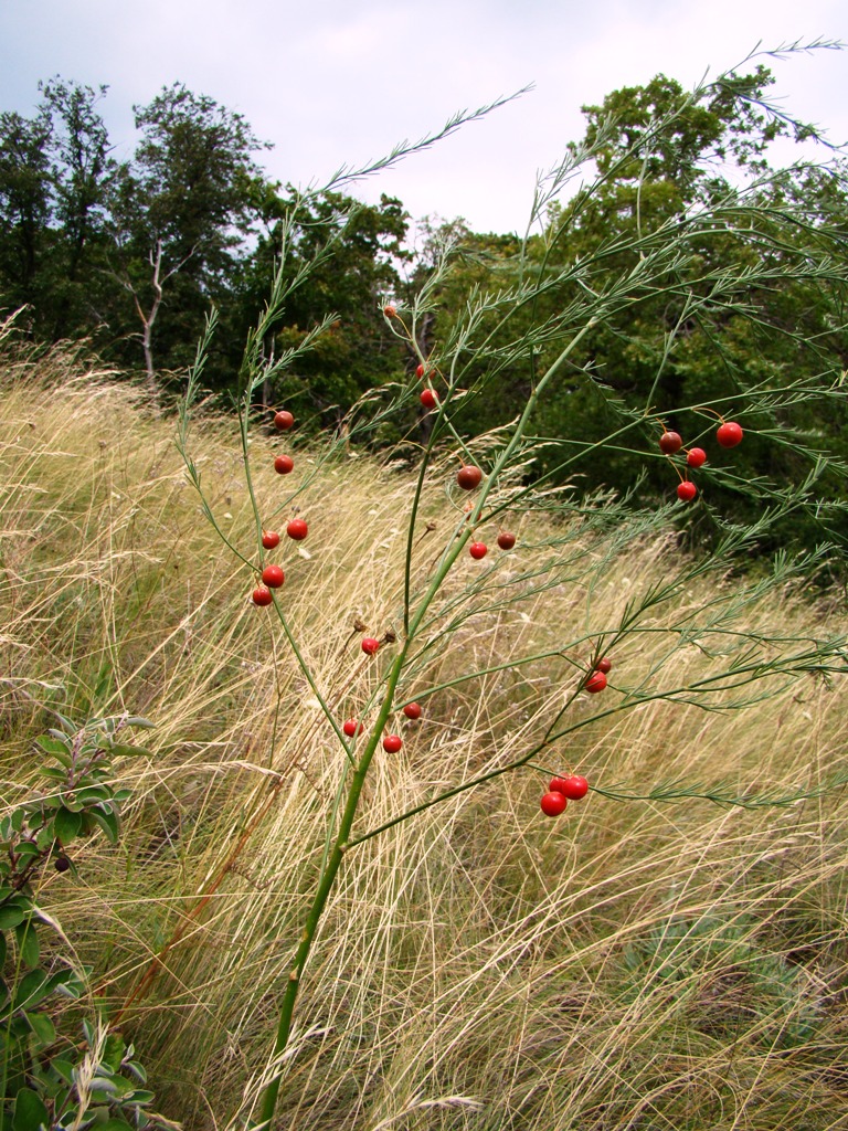 Image of Asparagus officinalis specimen.