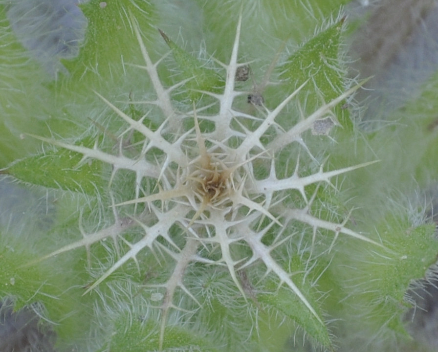Image of Centaurea benedicta specimen.