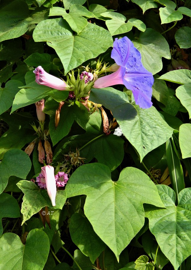 Изображение особи Ipomoea indica.