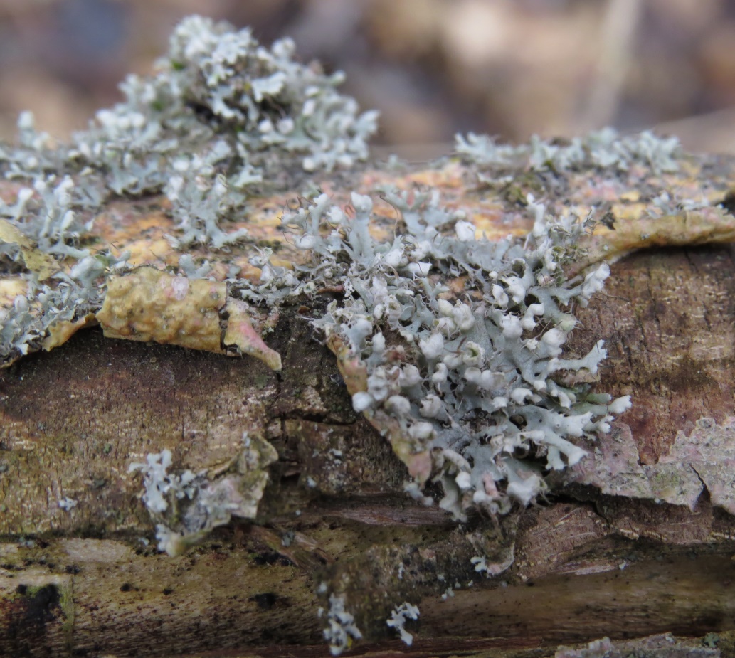 Изображение особи Physcia adscendens.