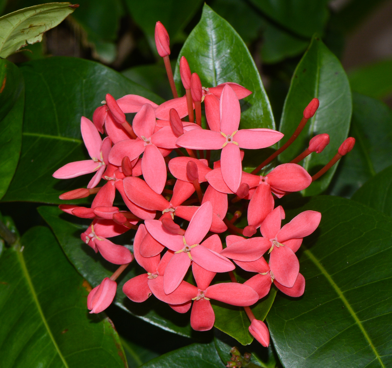 Изображение особи Ixora coccinea.