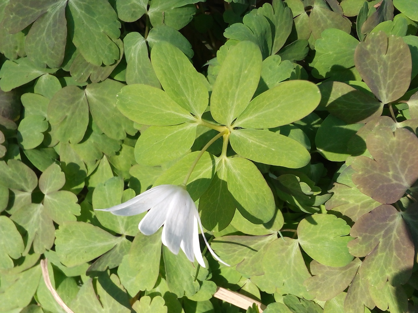 Изображение особи Anemone raddeana.