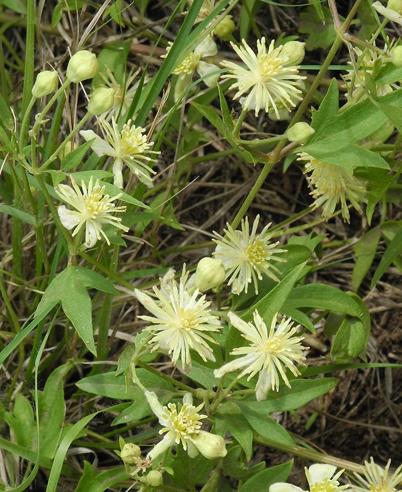 Изображение особи Clematis campestris.