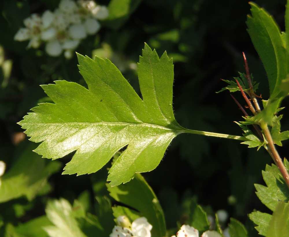 Изображение особи род Crataegus.