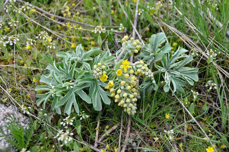 Image of Leontice ewersmanni specimen.