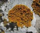 Image of specimen