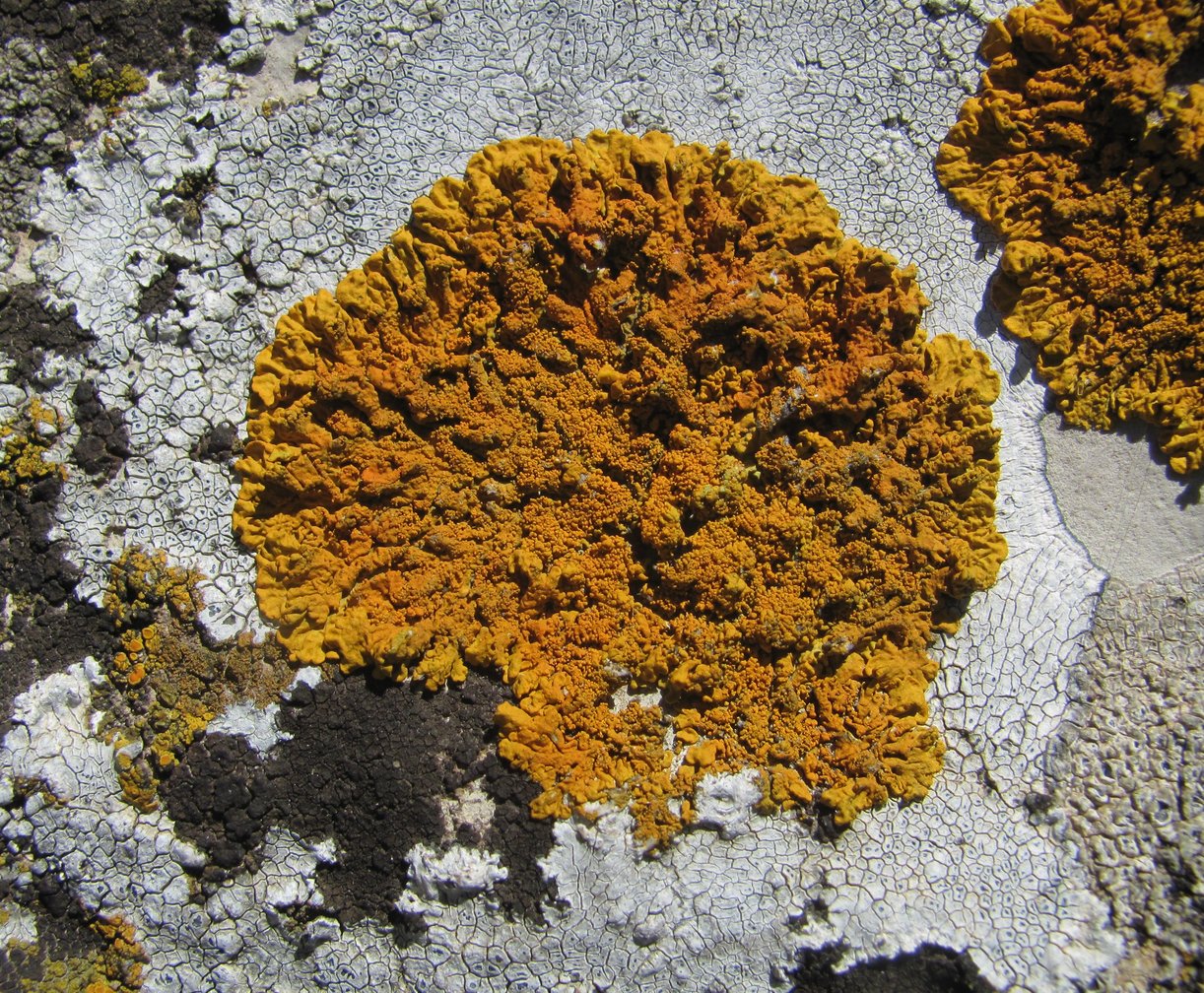 Image of Rusavskia domogledensis specimen.