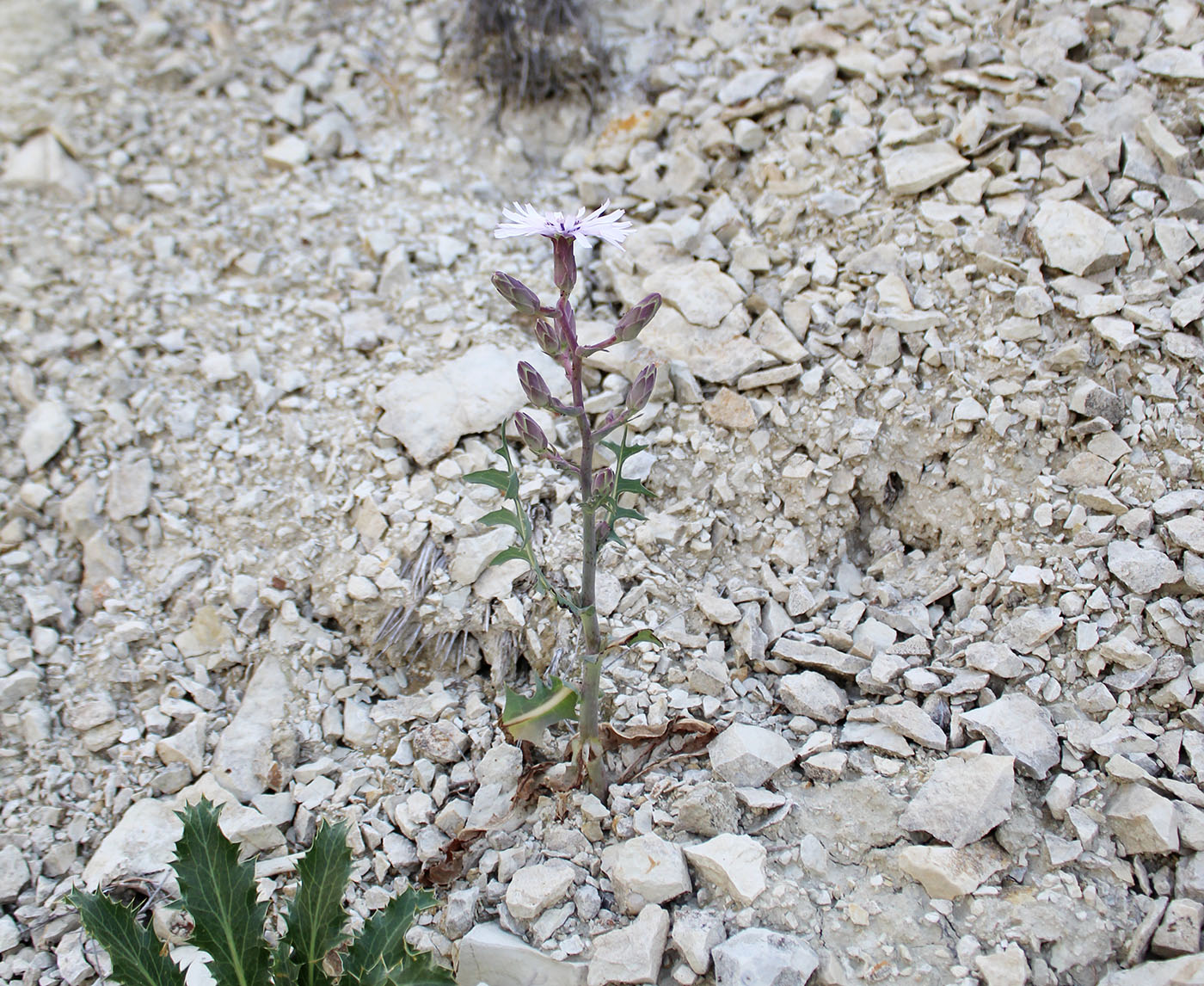 Image of Steptorhamphus linczevskii specimen.