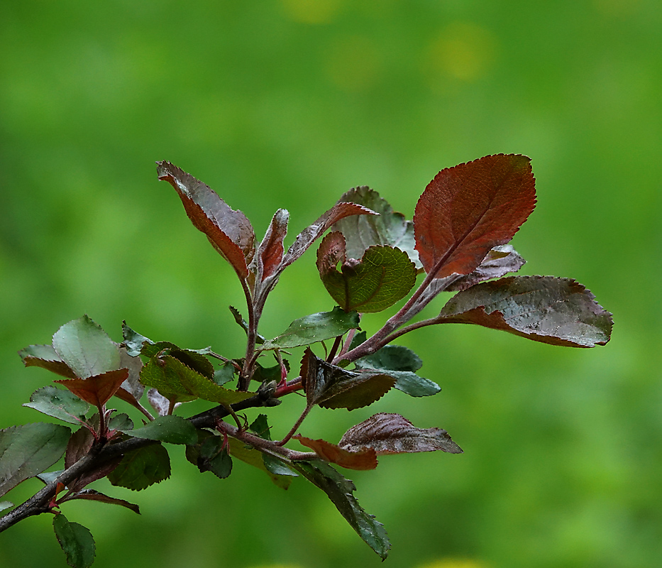 Image of Malus niedzwetzkyana specimen.