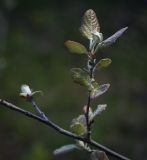 Populus &times; canescens