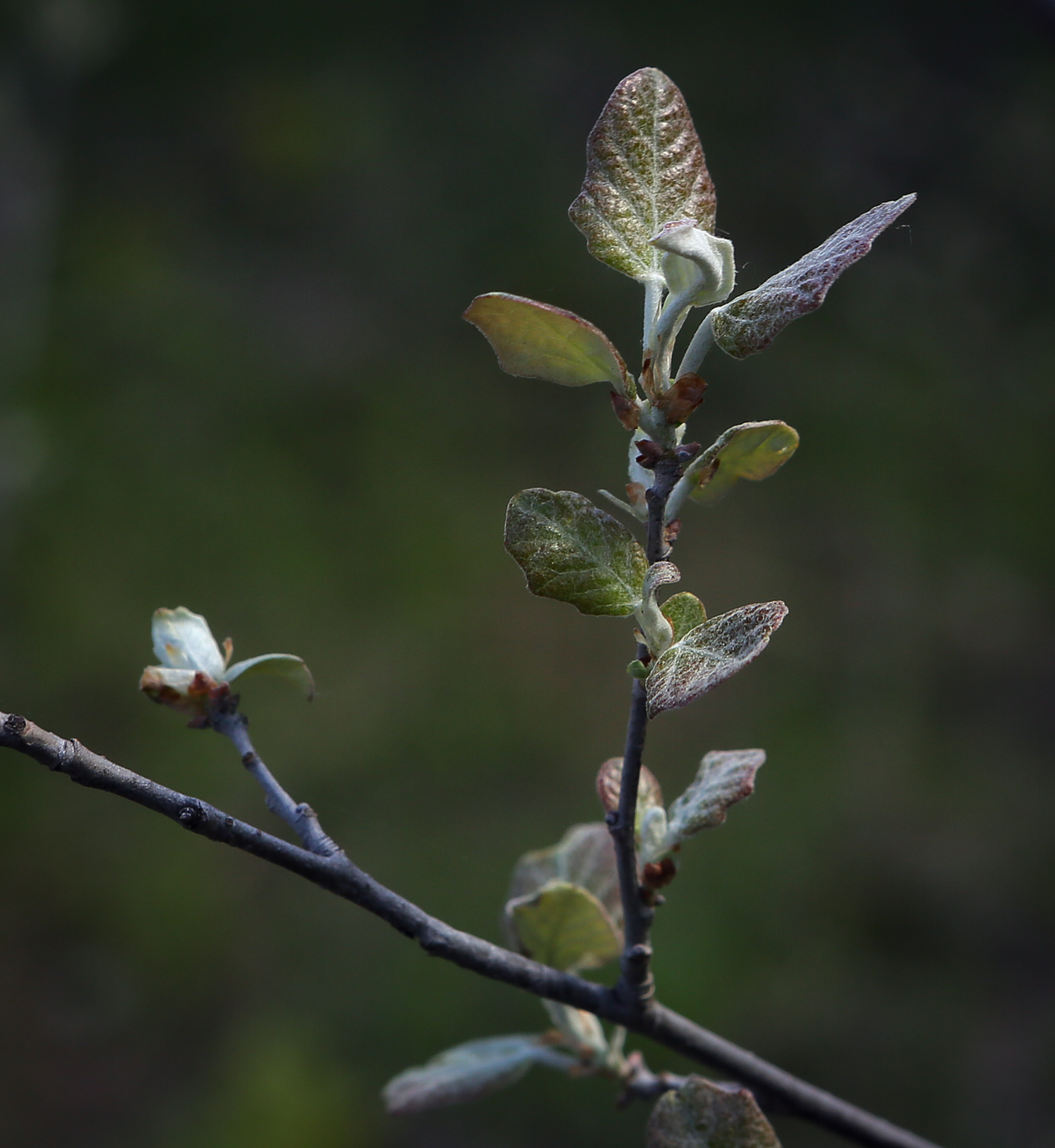 Image of Populus × canescens specimen.
