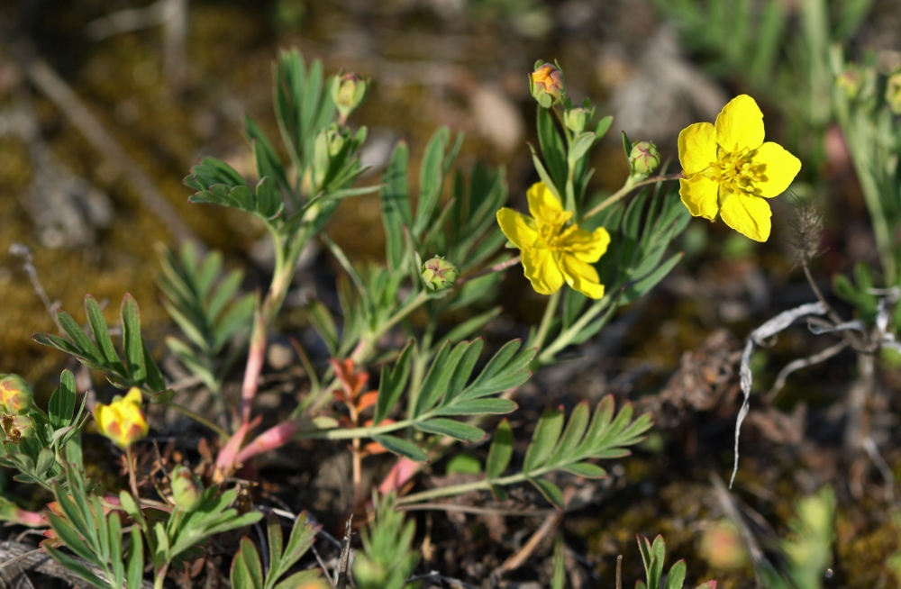 Image of Potentilla semiglabra specimen.