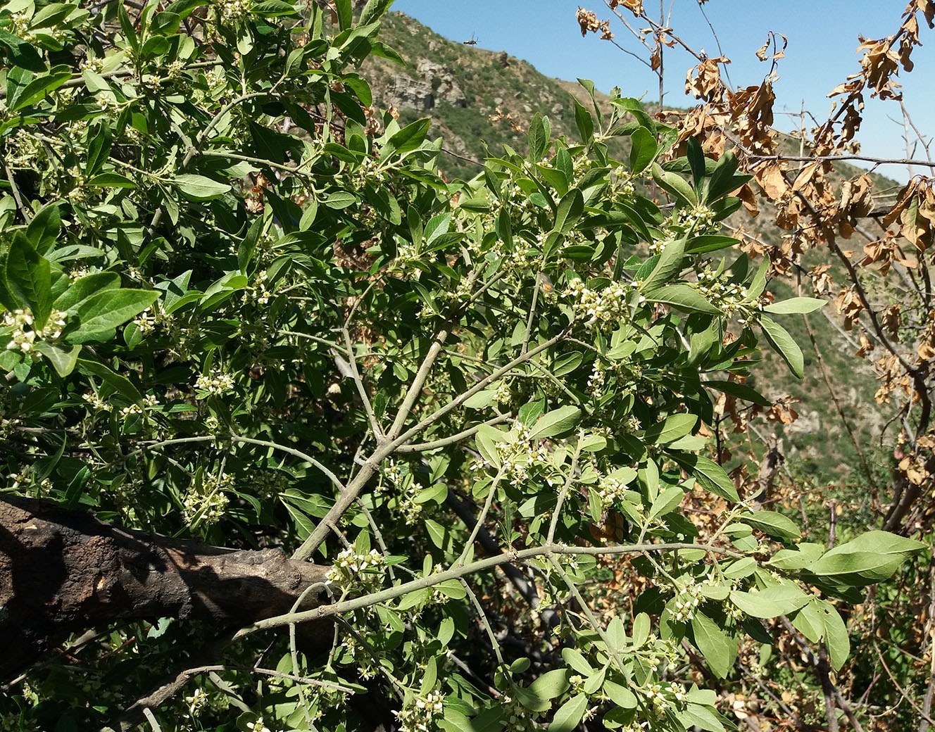 Изображение особи Euonymus velutinus.