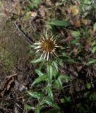 Carlina biebersteinii. Верхушка цветущего растения. Московская обл., Одинцовский р-н, полигон НИИБТ, опушка леса. 19.07.2014.