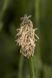 Eleocharis palustris