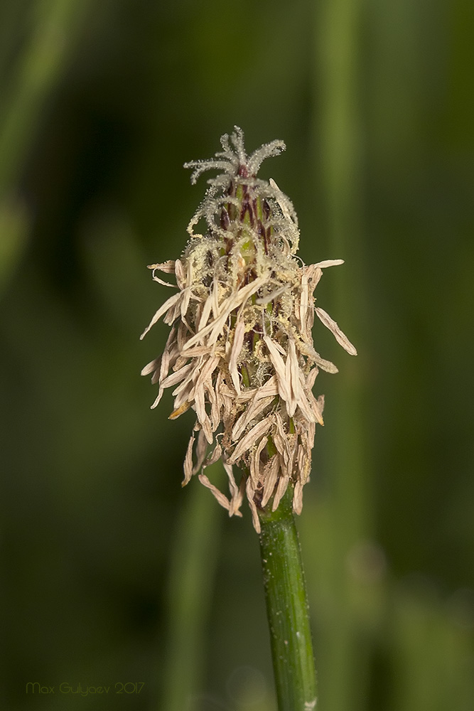 Изображение особи Eleocharis palustris.