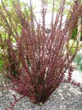 Berberis thunbergii