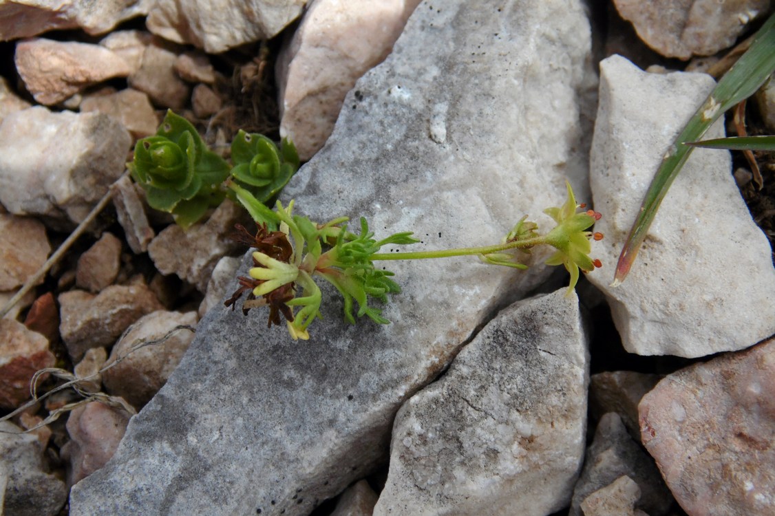 Изображение особи Saxifraga moschata.