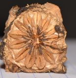 Glottiphyllum linguiforme