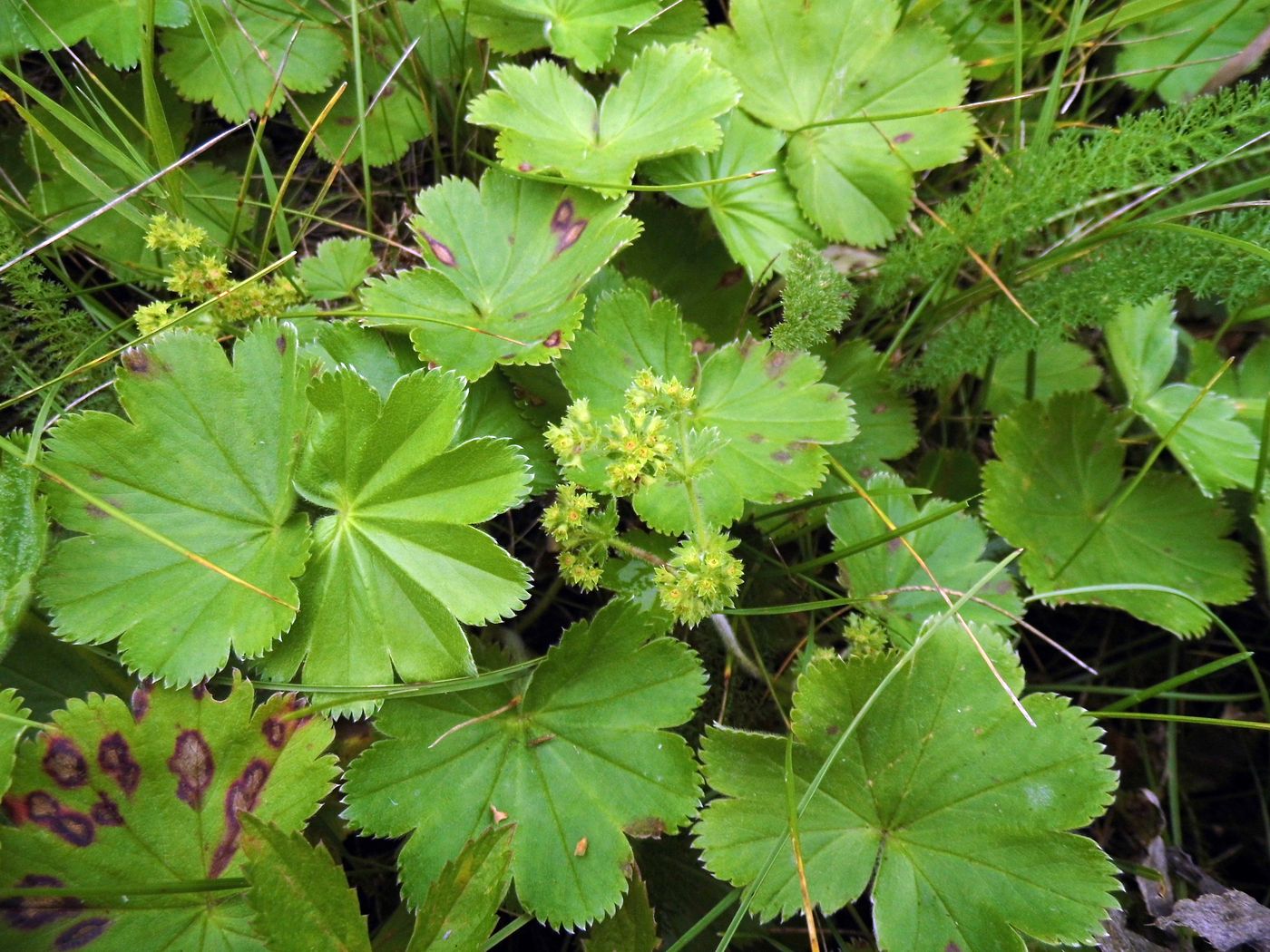 Изображение особи Alchemilla xanthochlora.