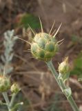 Centaurea salonitana