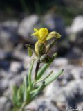 Linaria simplex