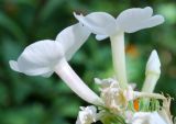 Phlox paniculata