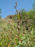 Persicaria lapathifolia. Верхушки растений с соцветиями. Казахстан, Западный Тянь-Шань, Киргизский хр., ущ. Мерке, выс. около 1450 м н.у.м., берег ручья. 29 августа 2017 г.