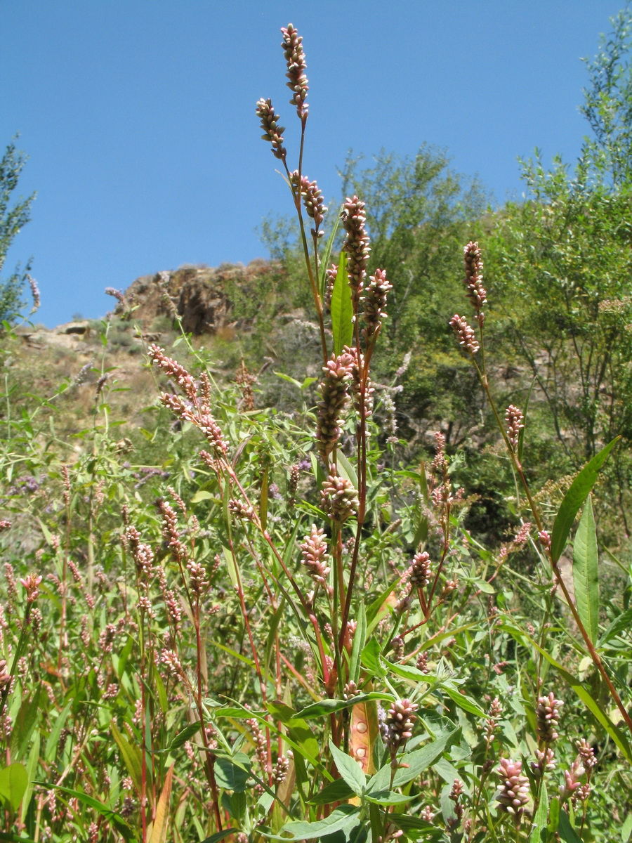 Image of Persicaria lapathifolia specimen.